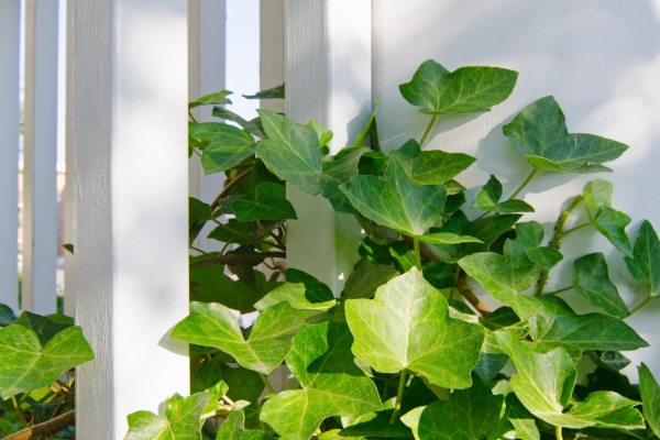 10 Best Indoor Plants for Air Purification: English Ivy - The Versatile Vine. Renowned for its air-purifying properties and adaptability. English Ivy effectively removes toxins like formaldehyde and benzene from indoor air, enhancing the quality of your living space.