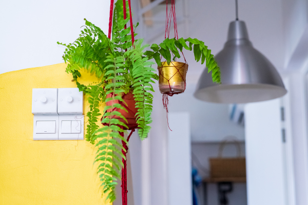 The Humidity Hero. Recognized for its air-purifying abilities and love for high humidity environments. Boston Fern effectively removes toxins like formaldehyde and xylene from indoor air, making it an excellent choice for improving indoor air quality.