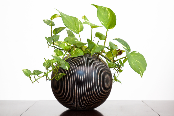 10 Best Indoor Plants for Air Purification: Golden Pothos - The Air-Purifying Trailblazer. Enhance your indoor air quality with its cascading vines and heart-shaped leaves. Removes toxins like formaldehyde and benzene, improving both air purity and aesthetics.