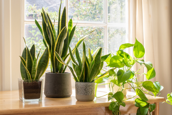 Snake Plant (Sansevieria trifasciata) - A striking indoor plant with upright leaves, known for air-purifying properties. Also called Mother-in-Law's Tongue. Ideal for bedrooms or offices, thriving in low light conditions. Requires minimal watering, perfect for busy individuals