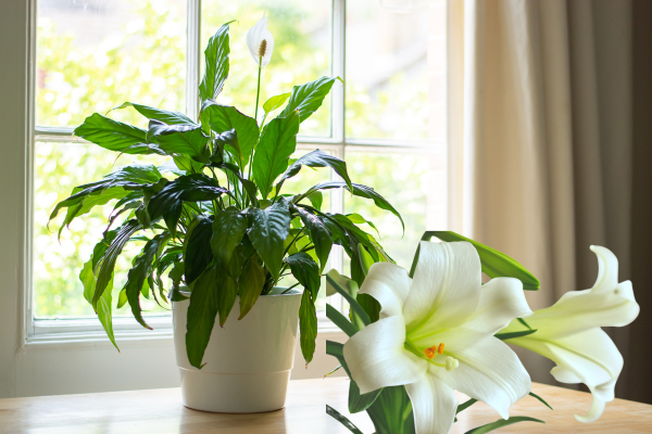 0 Best Indoor Plants for Air Purification: Peace Lily (Spathiphyllum) - A popular choice with elegant white flowers and potent air-purifying abilities. Removes toxins like formaldehyde, benzene, and trichloroethylene, perfect for bedrooms or living rooms. Thrives in low light conditions, needing regular watering to keep soil moist