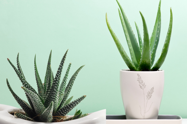 10 Best Indoor Plants for Air Purification: Aloe Vera - The Green Medicinal Wonder. Known for its healing properties and air-purifying abilities. Aloe Vera effectively removes toxins like formaldehyde and benzene from indoor air. Ideal for promoting a healthy living environment