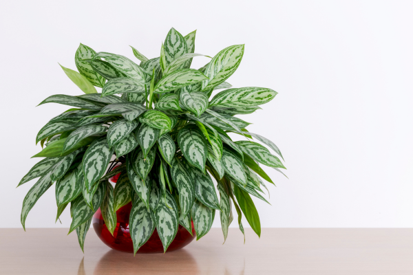 "10 Best Indoor Plants for Air Purification: Chinese Evergreen - The Low-Light Champion. Known for thriving in low-light conditions while effectively purifying indoor air. Chinese Evergreen removes toxins like formaldehyde, benzene, and xylene, making it an excellent choice for enhancing indoor air quality."