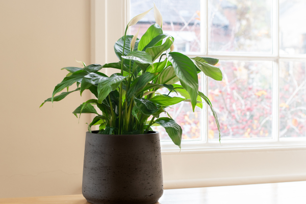 Peace Lily - A versatile and low light-tolerant indoor plant: