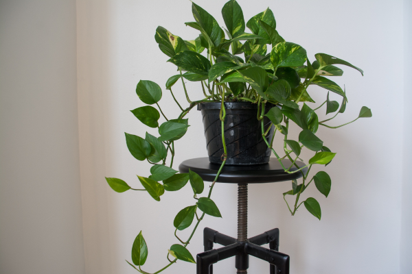 3. Pothos - A trailing plant that grows in low light :