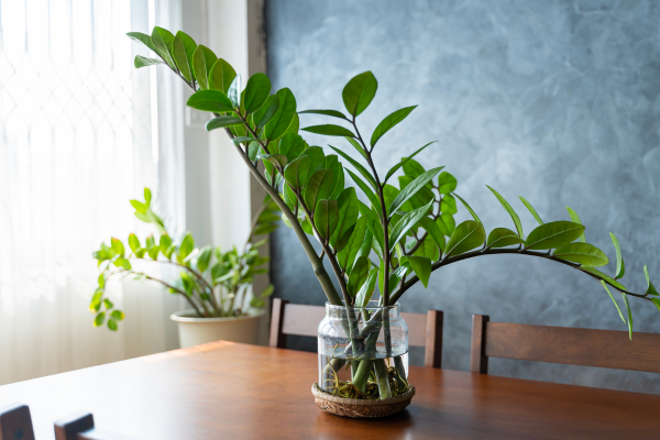 ZZ Plant - ZZ Plant - A low-maintenance plant that can tolerate low light: