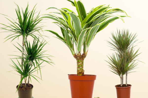 5. Dracaena - A popular indoor plant with various varieties that can grow in low light: