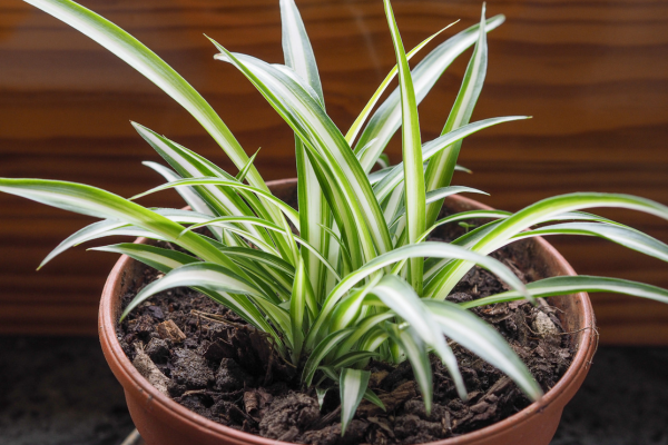 6. Spider Plant - A resilient and adaptable plant that can thrive in low-light conditions