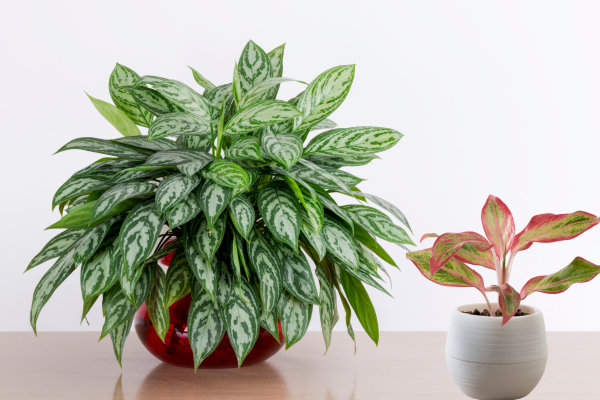 10 Best Indoor Plants for Low Light 
Conditions:7. Chinese Evergreen (Aglaonema)
