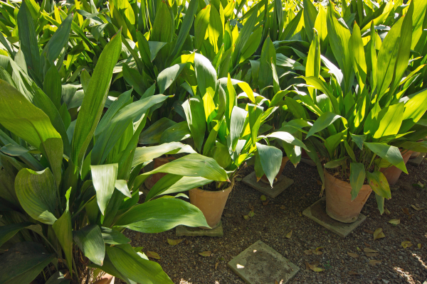 10 Best Indoor Plants for Low Light 
Conditions: Cast Iron Plant (Aspidistra elatior):indoor plants
