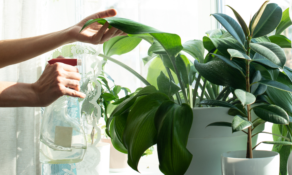 10 Best Indoor Plants for Low Light Conditions