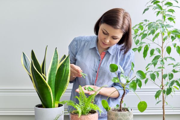 How to Take Care of Indoor Plants for Beginners