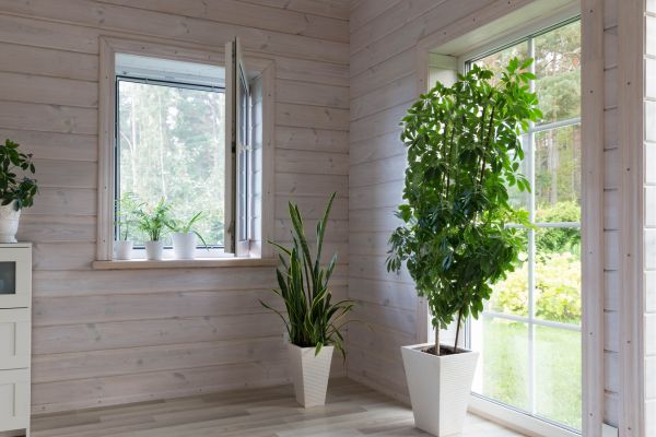 Indoor Plants for Beginners