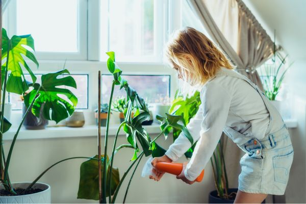 How to Take Care of Indoor Plants for Beginners
