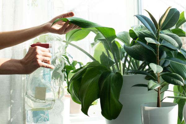 How to Take Care of Indoor Plants for Beginners
