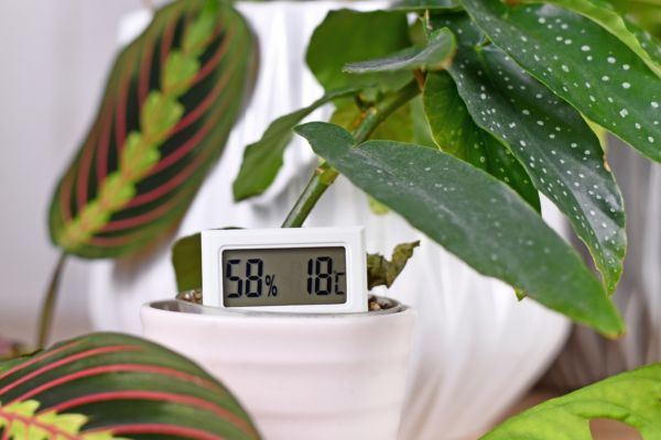 Indoor environments often lack the humidity levels that many plants thrive in