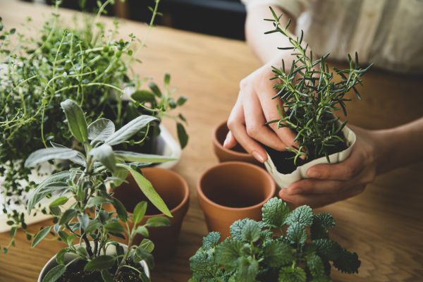 Choosing the Right Containers and Soil