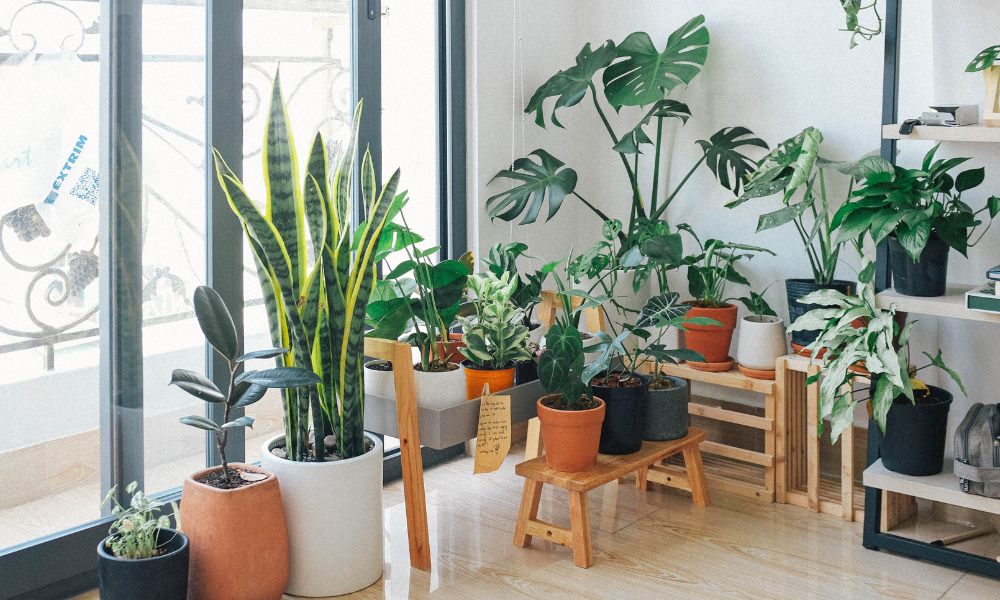 How to Take Care of Indoor Plants for Beginners